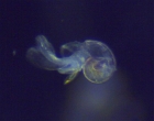 Limacina