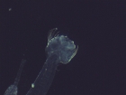Chaetognate