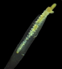 Lanice Conchilega
