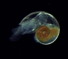 Limacina