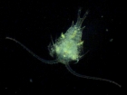 Copépode