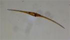 Ceratium fusus