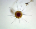 Acanthaire (Pristacantha multidentata)