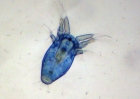 Nauplius