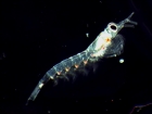 Euphausiacés