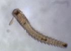 Annélide