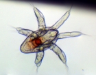 Nauplius d'ostracode