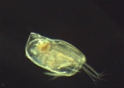 Ostracode