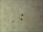 Ceratium pavillardii