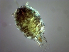 Sapphirina intestinalis