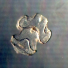 Auricularia