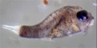 Larve de poisson