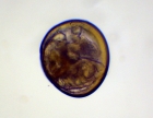 Bivalve