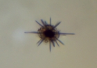 Acanthaire