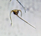 Ceratium ranipes