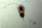 Temora longicornis