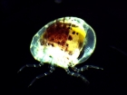 Amphipode