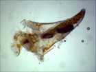 Cavolinia inflexa