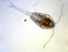 Oithona brevicornis