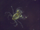 Mégalope de Crabe