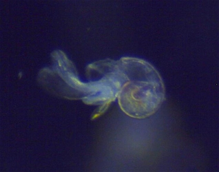 Limacina
