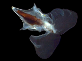 cavolinia inflexa