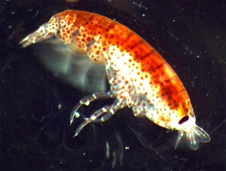 Amphipode