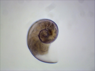Limacina