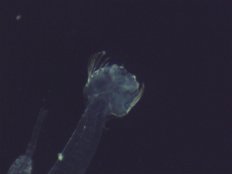 Chaetognate