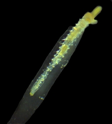 Lanice Conchilega