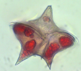 Peridinium depressum