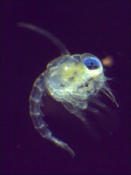 Zoé