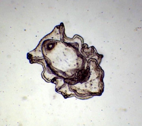 Auricularia