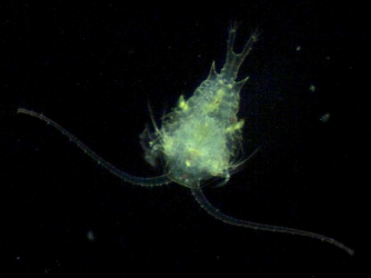 Copépode