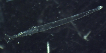 Chaetognathe