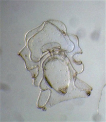 Auricularia