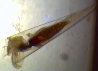 Creseis virgula conica
