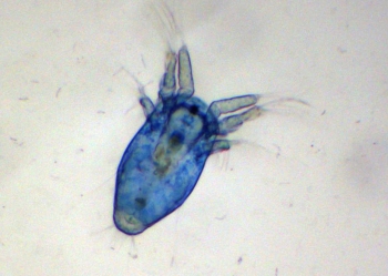 Nauplius