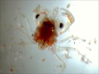 Mégalope de Crabe