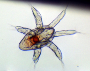 Nauplius d'ostracode