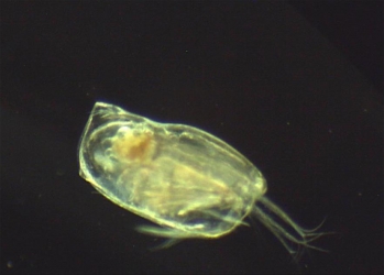 Ostracode