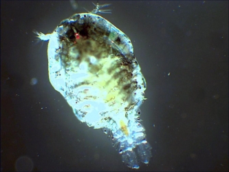 Sapphirina intestinalis