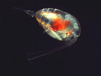 Copépode