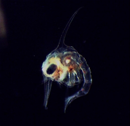 Zoé de crabe