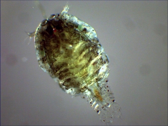 Sapphirina intestinalis