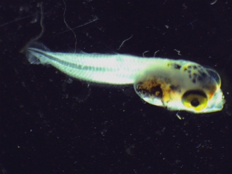 Larve de poisson