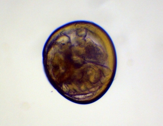 Bivalve
