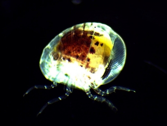 Amphipode