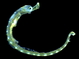 Syngnathe