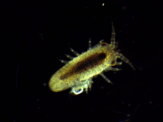 Amphipode